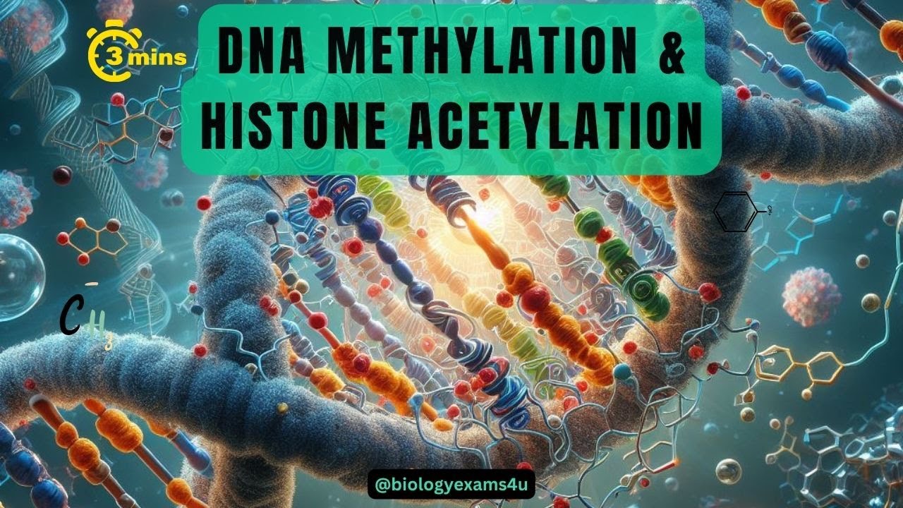 Epigenetic Regulation of Gene Expression| Difference between Methylation and  Acetylation of DNA