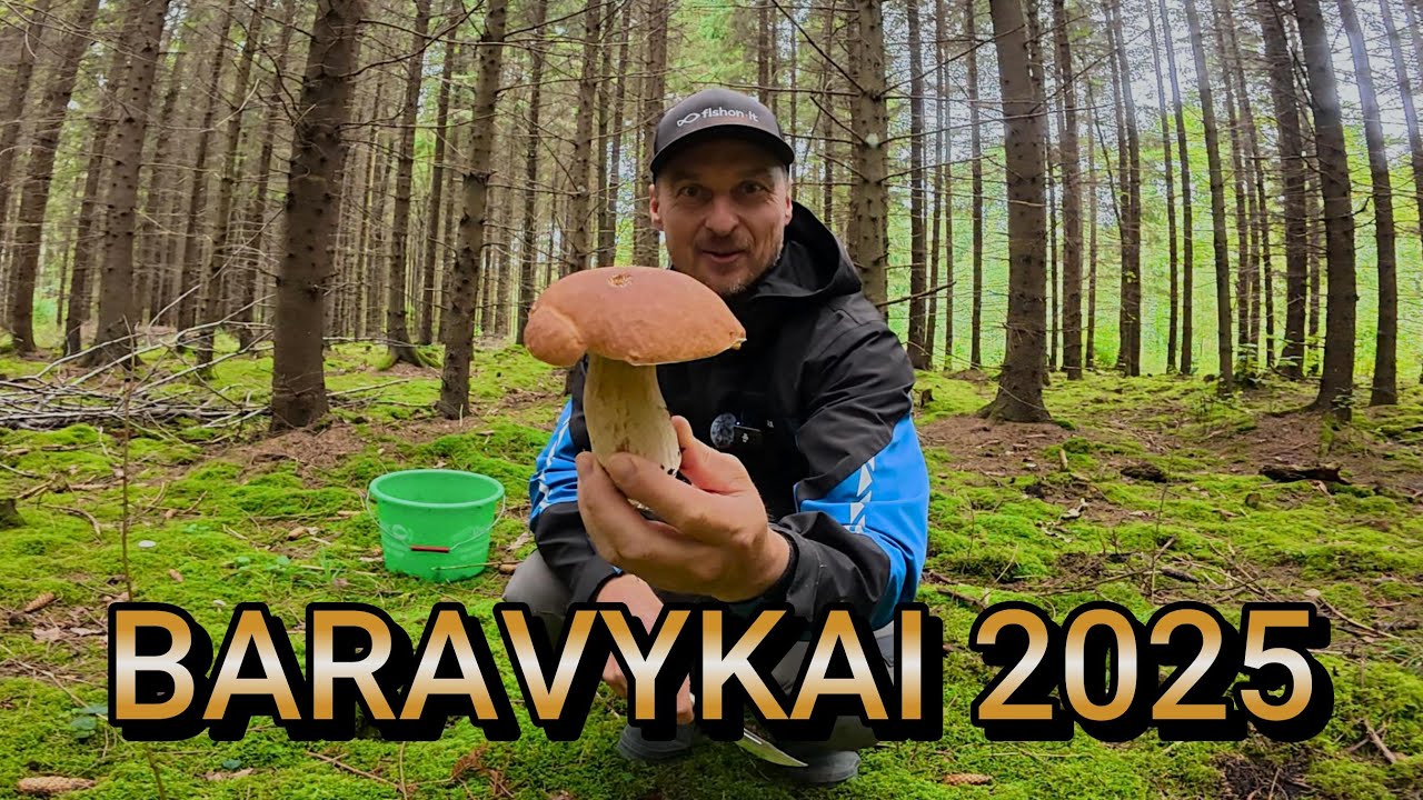 Tiek sukirmijusių BARAVYKŲ dar nebuvau radęs!!! Grybavimo sezonas 2025 prasidėjo.