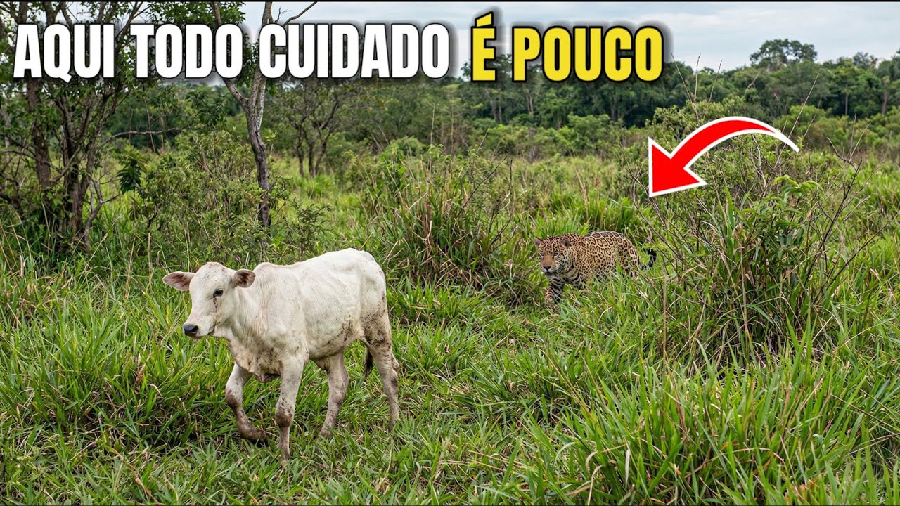 BEZERRO TEIMOSO correu risco de ser atacado por ONÇA, tive que agir RÁPIDO