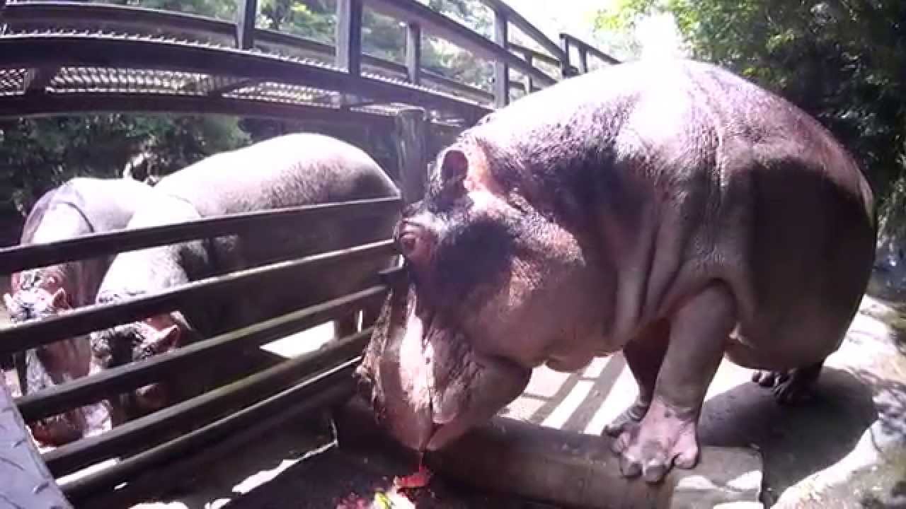 カバがスイカを一口で食べます！ Hippo loves watermelon