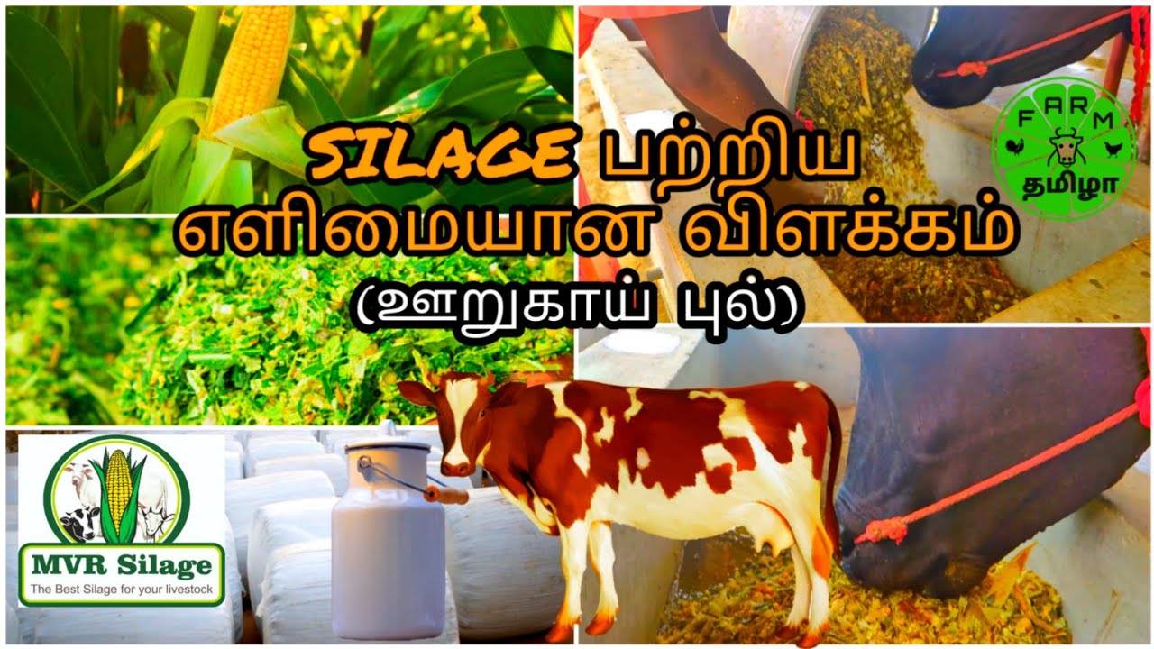 எளிமையான முறையில் Silage (ஊறுகாய் புல்) பற்றிய விளக்கம் | MVR Silage and Dairy Farm ||