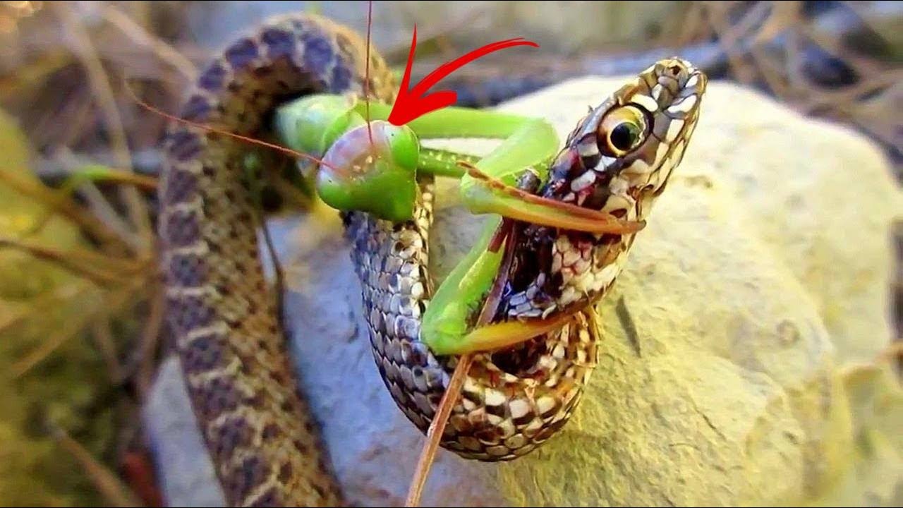 Kudlanka Je Nejdokonalej&scaron;&iacute; V&aacute;lečn&iacute;k Ve Světě Zv&iacute;řat!