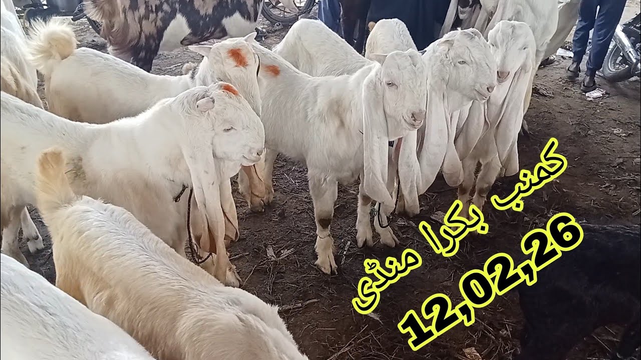  Kumb Bakra Mandi کمنب بکرا منڈی سندھ — جانوروں کی خرید و فروخت اور منڈی کا مکمل منظر 