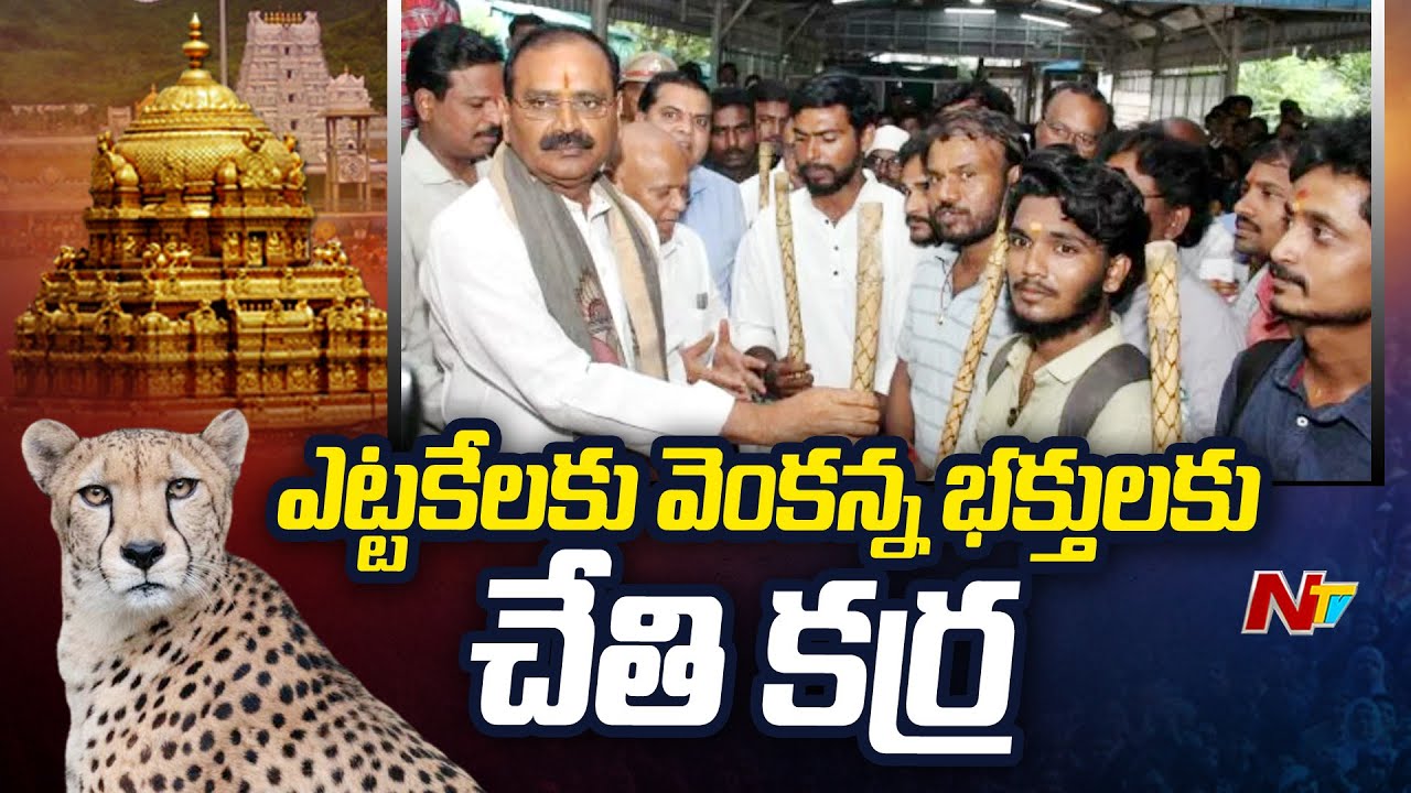 TTD Officials Gives Hand Stick To Devotees Who Came By Walk Alipiri | Tirumala | Tirupati | Ntv