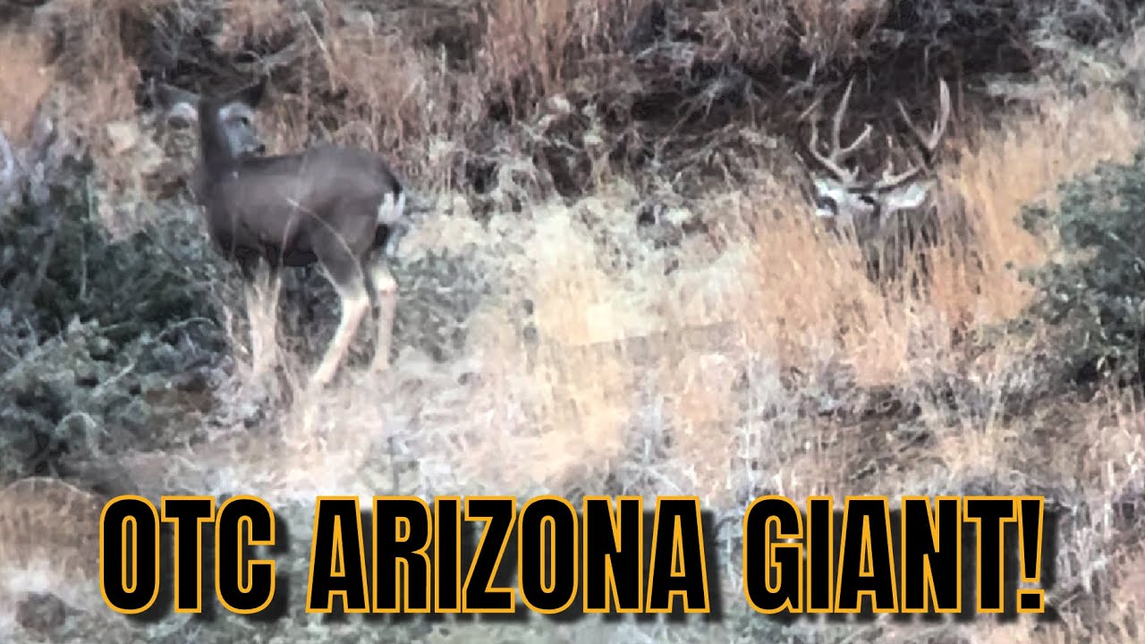 OTC ARIZONA ARCHERY DEER HUNTING