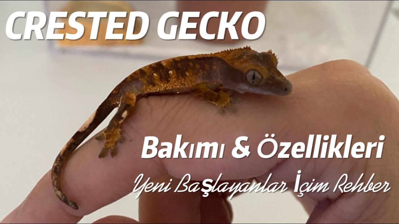 Crested Gecko (Kirpikli Geko) Bakımı ve Özellikleri | Yeni Başlayanlar için Rehber
