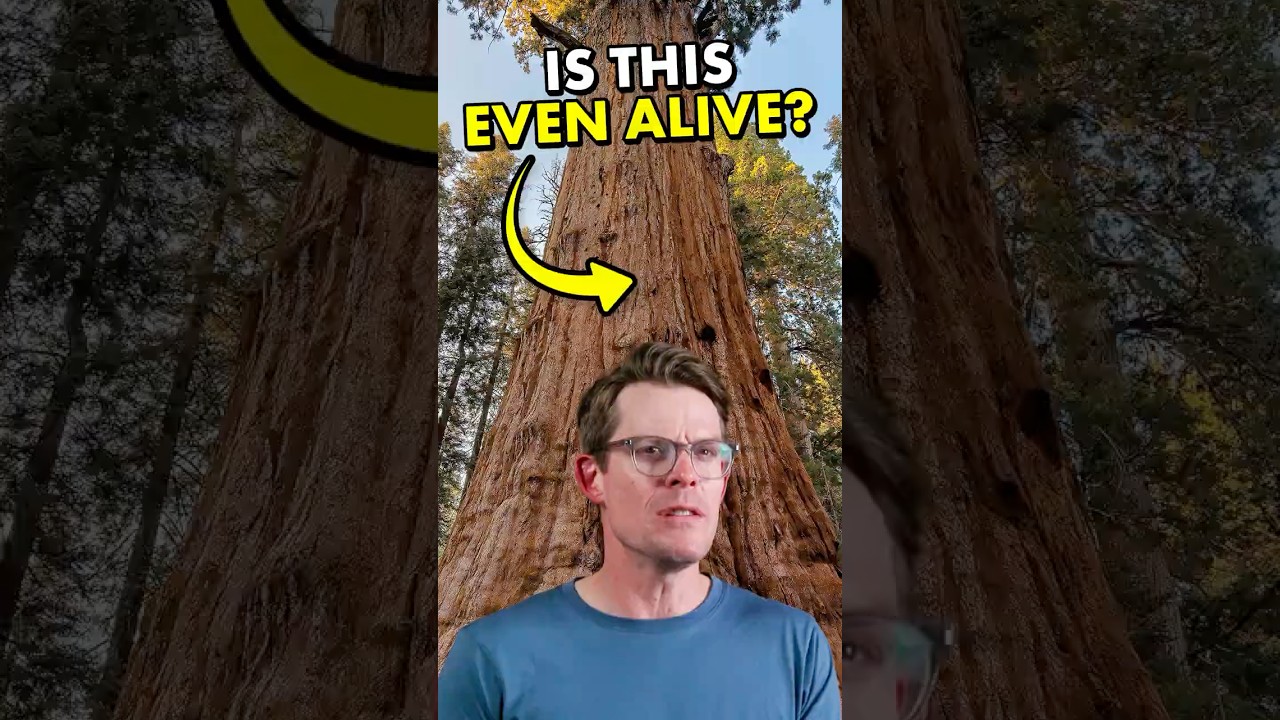 How much of a tree is ACTUALLY alive?