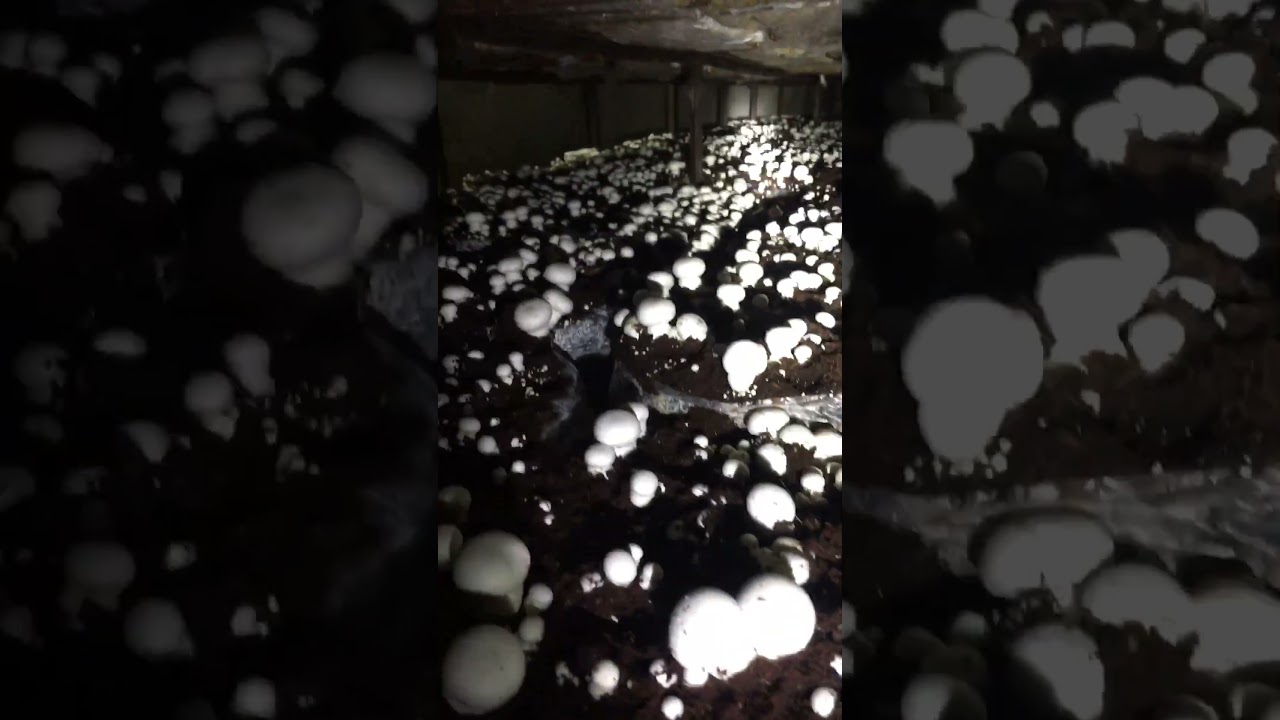 HOW TO GROW BUTTON MUSHROOMS 🍄#harvest #button #mushroom 🍄#mushrooms #shorts #youtubeshorts #farmer