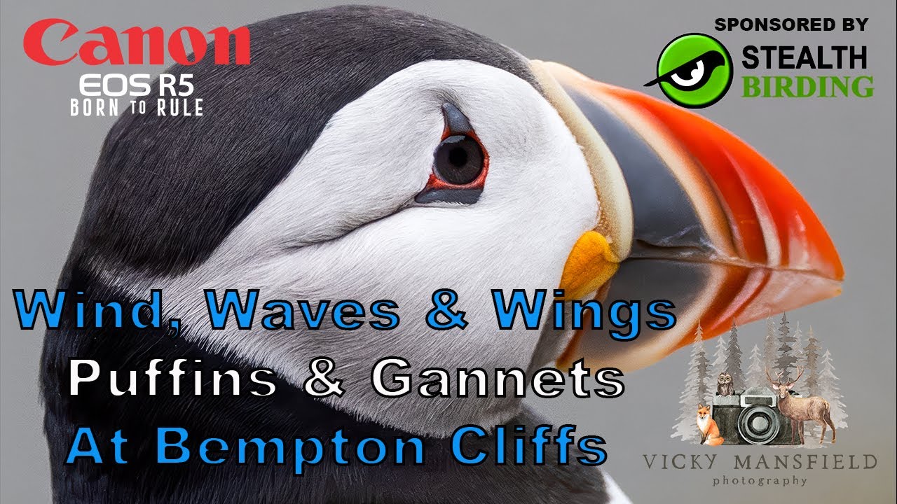 Wind, Waves & Wings | Puffins & Gannets at Bempton Cliffs | Wildlife Photography Adventure