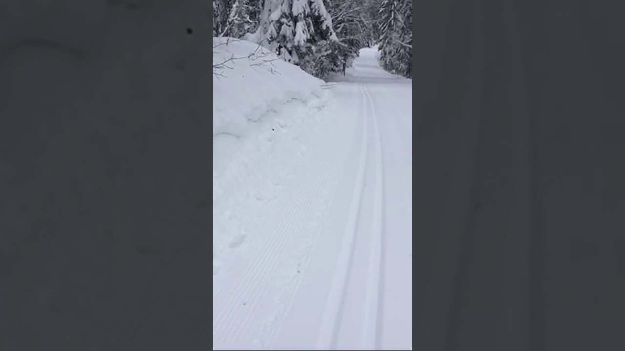 Auge in Auge mit dem Auerhahn auf dem Kniebis im Schwarzwald