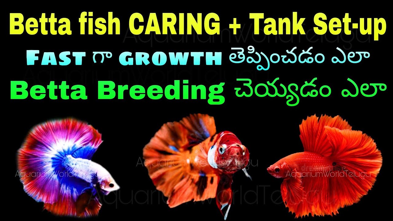 Betta Fish Caring & Tank Setup : Betta Breeding tips : Fast గా Growth తెప్పించడం ఎలా 😱