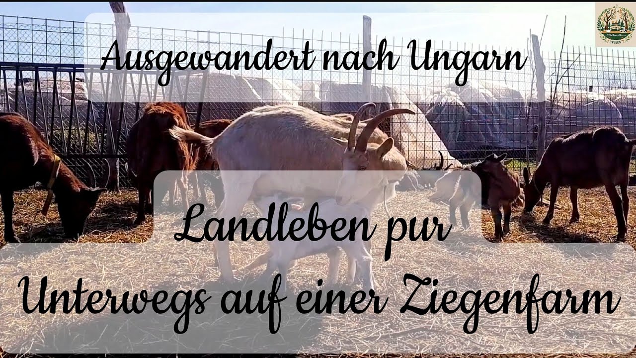 #AUSWANDERER in #Ungarn!🙌#Nachbarn #geholfen - und dann kam diese #Überraschung.🙏🇭🇺🏚️#hilfe #ziegen🐐