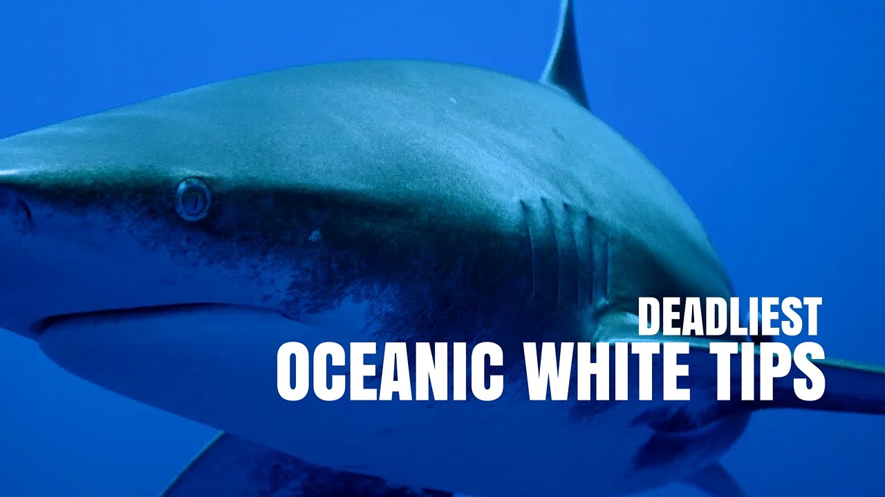 Deadliest Oceanic White Tip Sharks | SHARK WEEK 2016