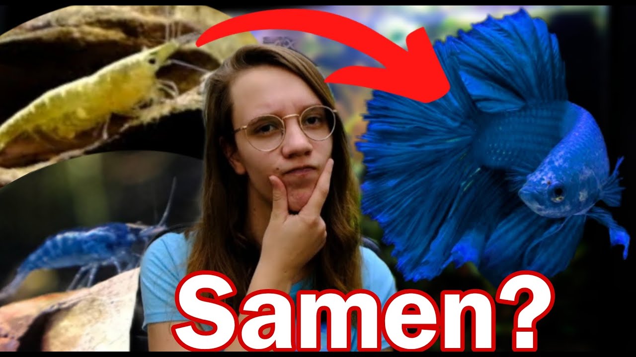 Garnalen en Vissen, kun je ze SAMEN HOUDEN? //Nickey//