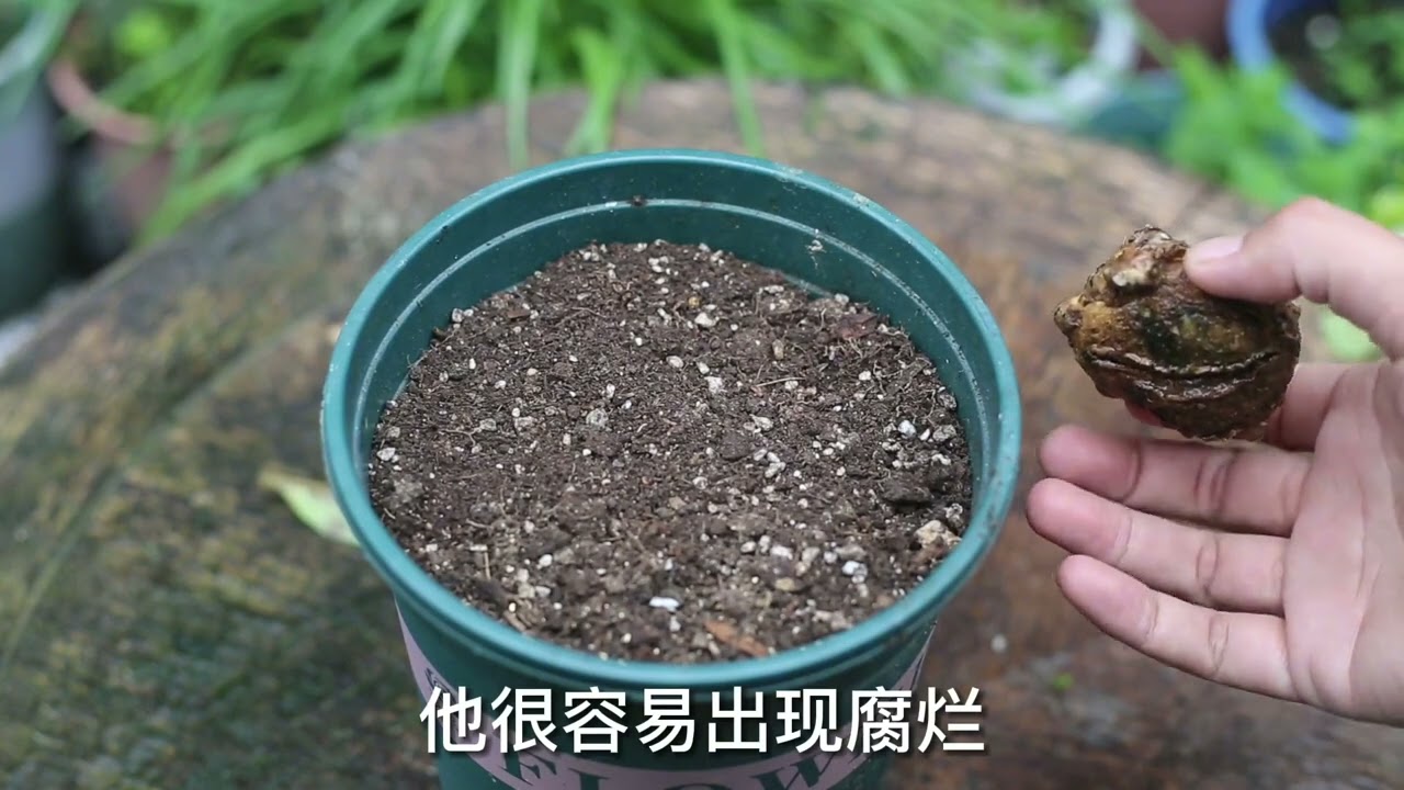一种“高档花”，它就是马蹄莲，开花很漂亮，园艺师教你怎么养