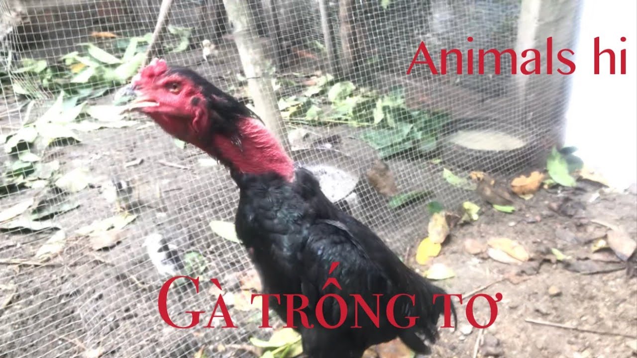 Tiếng gà nòi tơ gáy vang trời