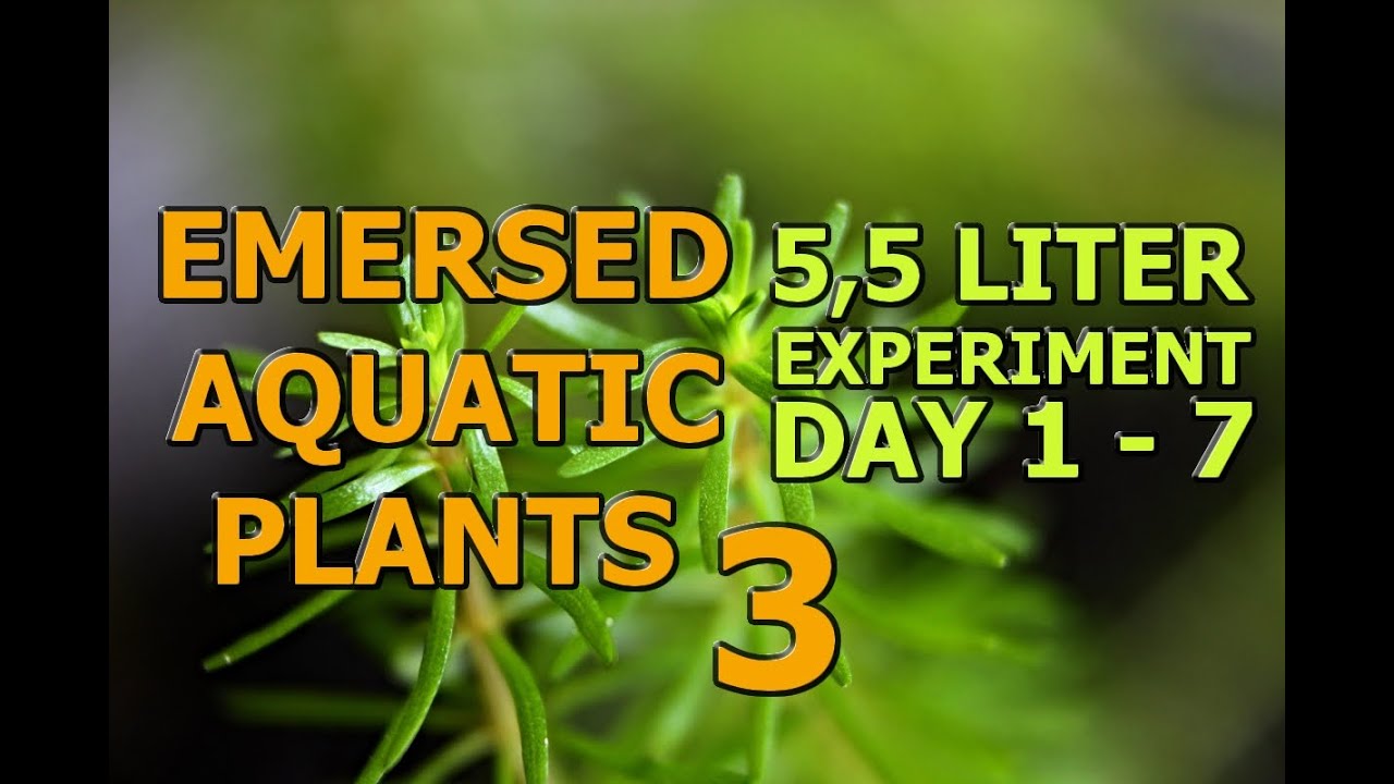 Emersed aquatic plants 3 [HD]