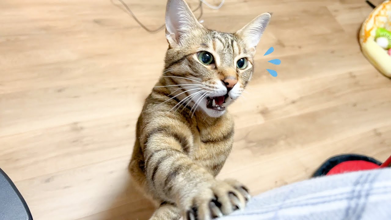 飼い主の膝に乗りたい猫のアピールが可愛すぎました…