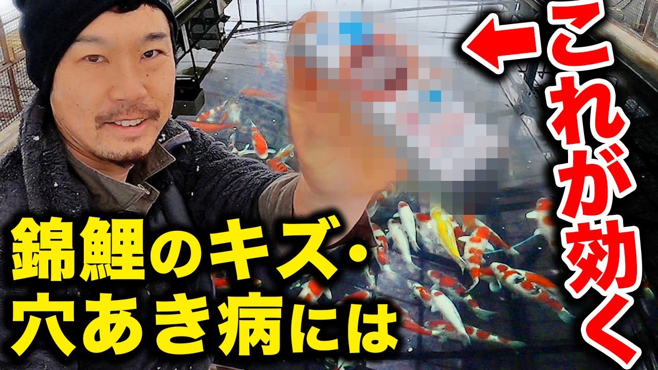 エロモナス！穴あき傷に〇〇が効く！【錦鯉】＃Nishikigoi ＃ปลาคราฟ