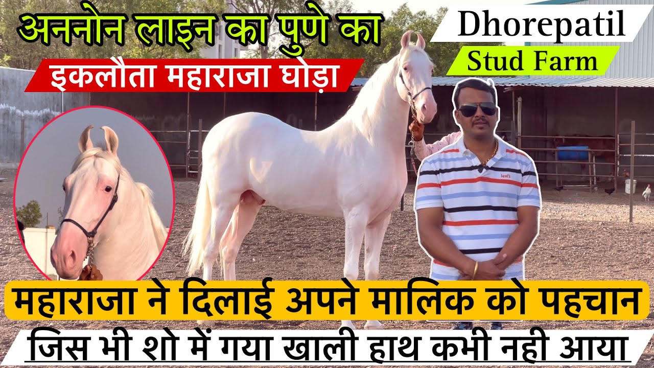 अननोन लाइन का पुणे का इकलौता महाराजा घोड़ा जिस ने दिलाई अपने मालिक को  पहचान ! (9881453040)