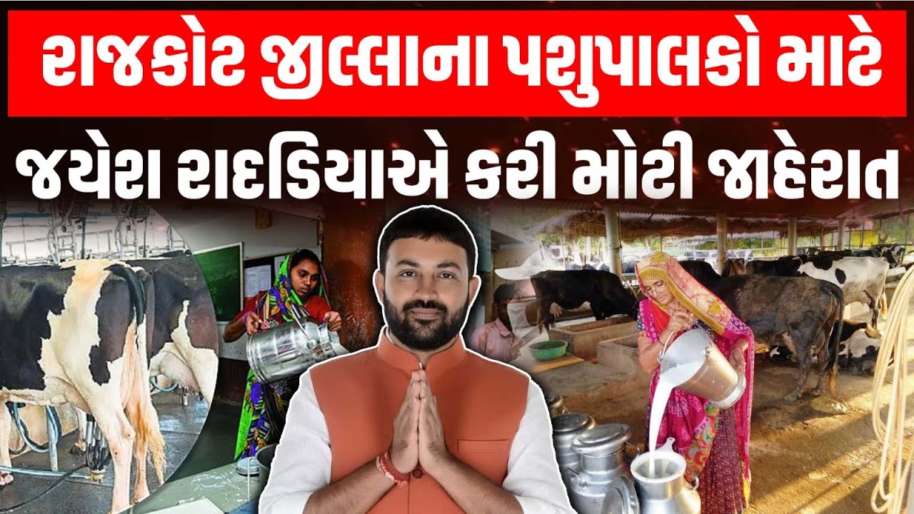 Rajkot જીલ્લાના પશુપાલકો માટે સારા સમાચાર Jayesh Radadiya એ કરી મોટી જાહેરાત