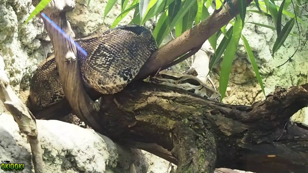 BERLIN ZOO Pt. 1 🐊🐠🐍 Aquarium & Reptiles