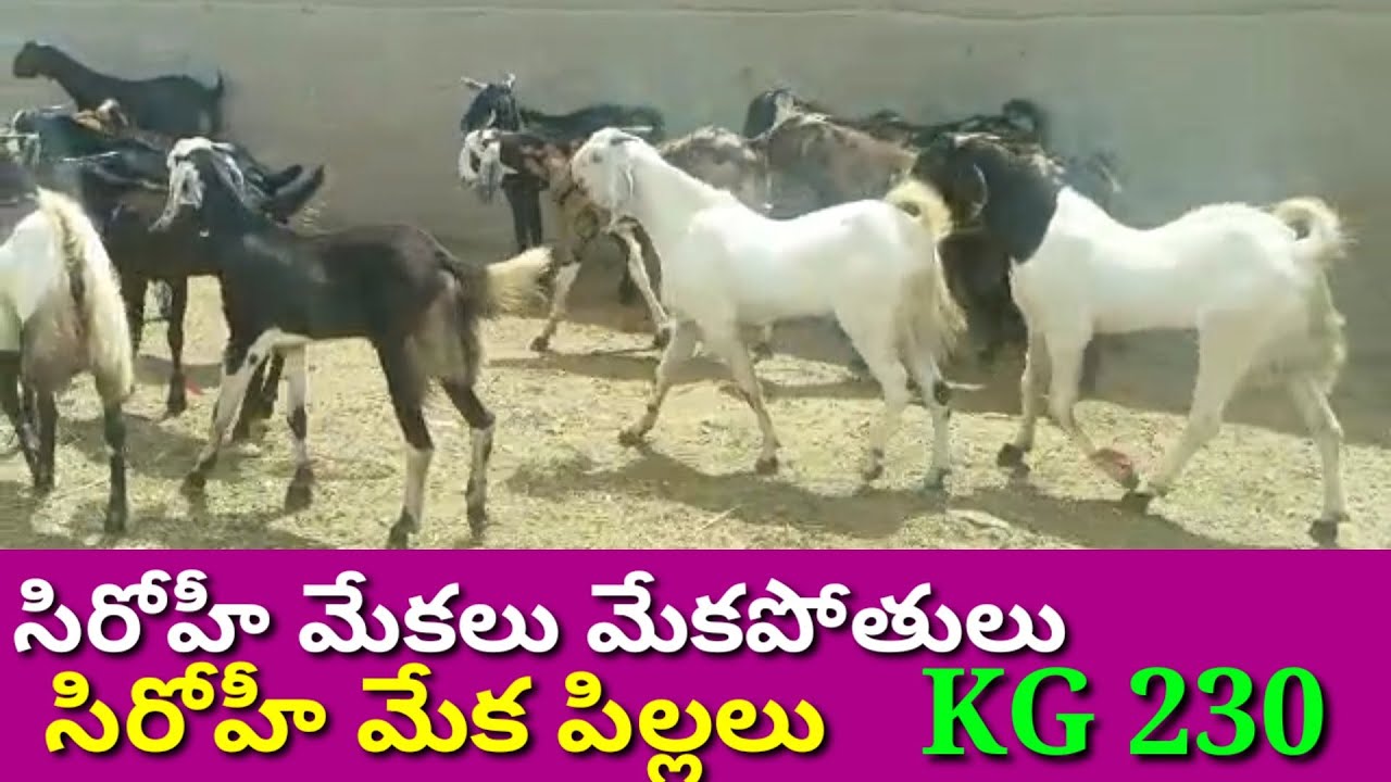 SHEIKH GOAT FARM 85296 40973 KIDS AVAILABLE @ALIKHANKRK