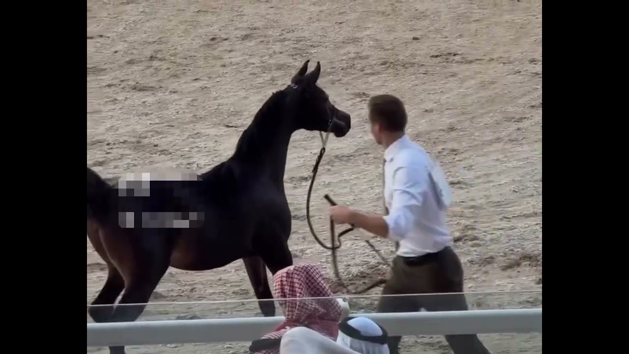 AL MAHA INTERNATIONAL ARABIAN SHOW 2025( FFA-Filly’s foals second A ) AW YTHRB WON 🥇 POSITION 🔥🔥🔥