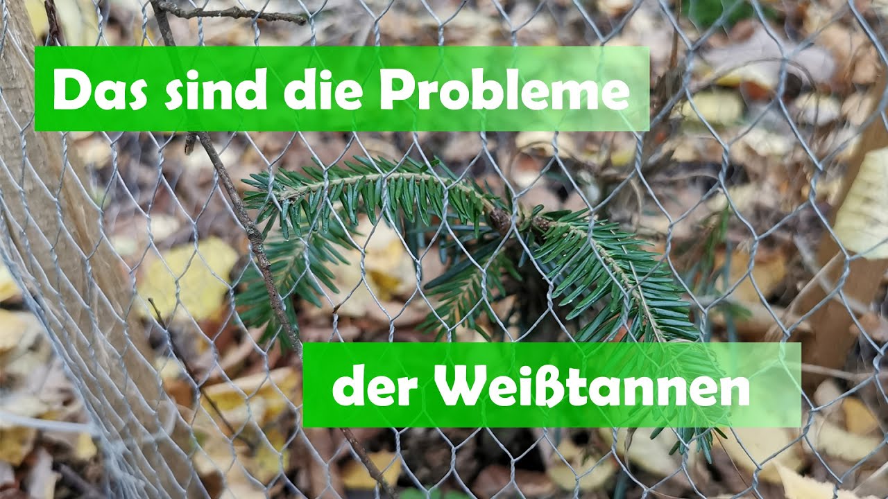 Meine Weißtannen gehen ein - Warum? Darum?