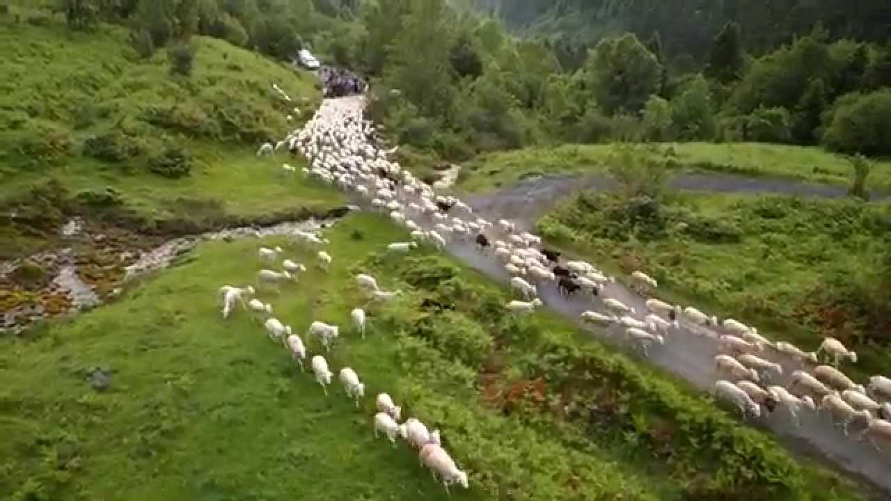 Transhumance Campan Tourmalet 2014