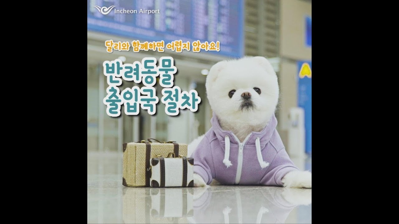 [인천공항 X 명예홍보견 달리] 반려동물 출입국 절차