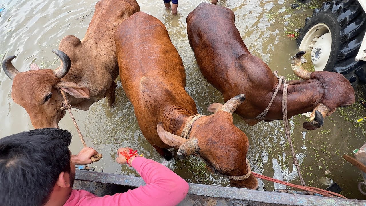 Vrindavan बाढ़ में से गऊ माताओ को बचाया Vrindavan Flood Rescue 2025 Vrindavan #Vrindavan