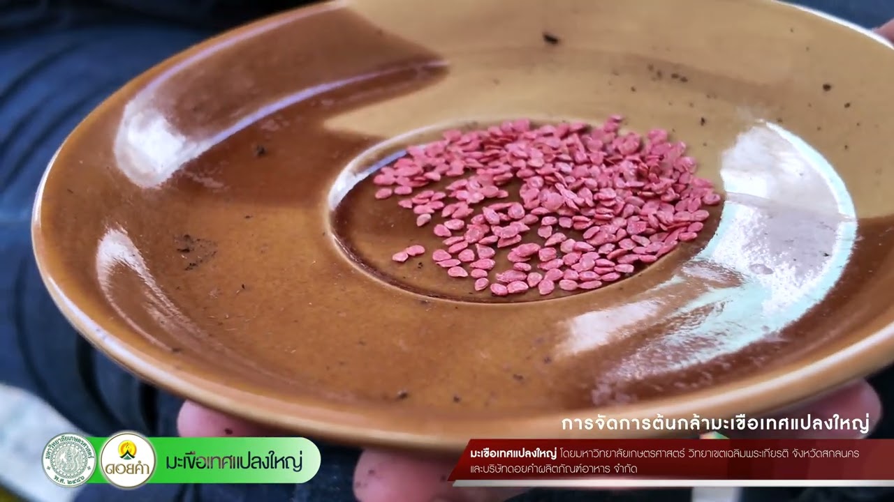 “การจัดการต้นกล้ามะเขือเทศ” มะเขือเทศแปลงใหญ่ มหาวิทยาลัยเกษตรศาสตร-สกลนคร@3..356