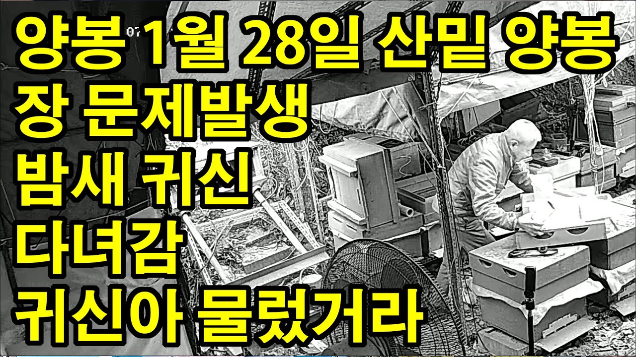 양봉 1월 28일 산밑 양봉장 문제발생 밤새 귀신 다녀감 귀신아 물렀거나