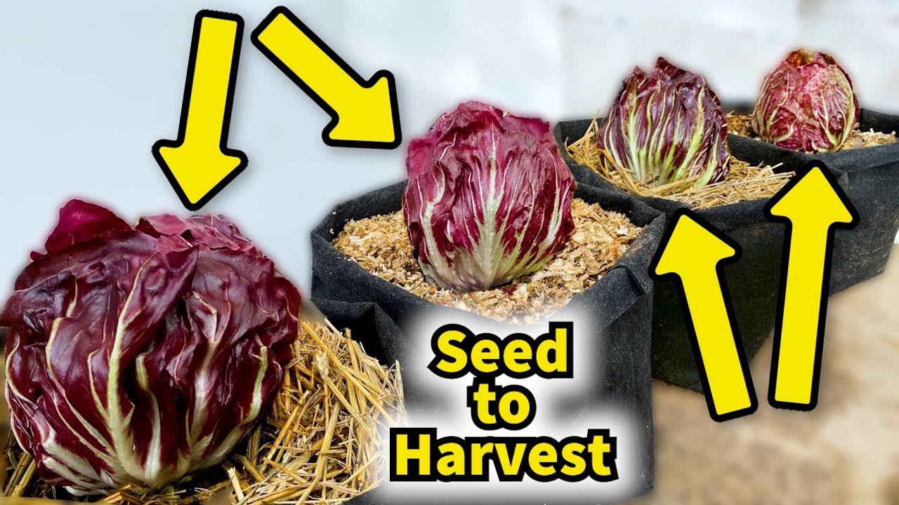 How to Grow this amazingly looking vegetable - Radicchio from seed to Harvest