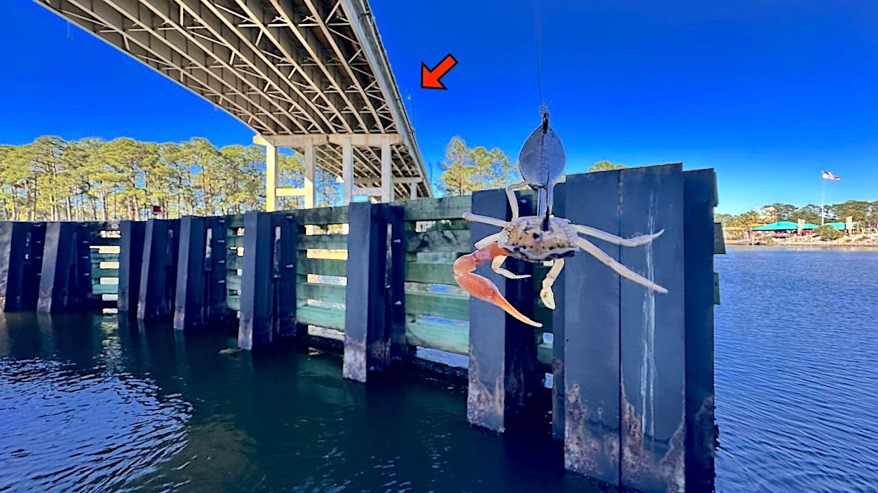 Fishing a LIVE! FIDDLER CRAB under this Popular BRIDGE and CAUGHT THIS!