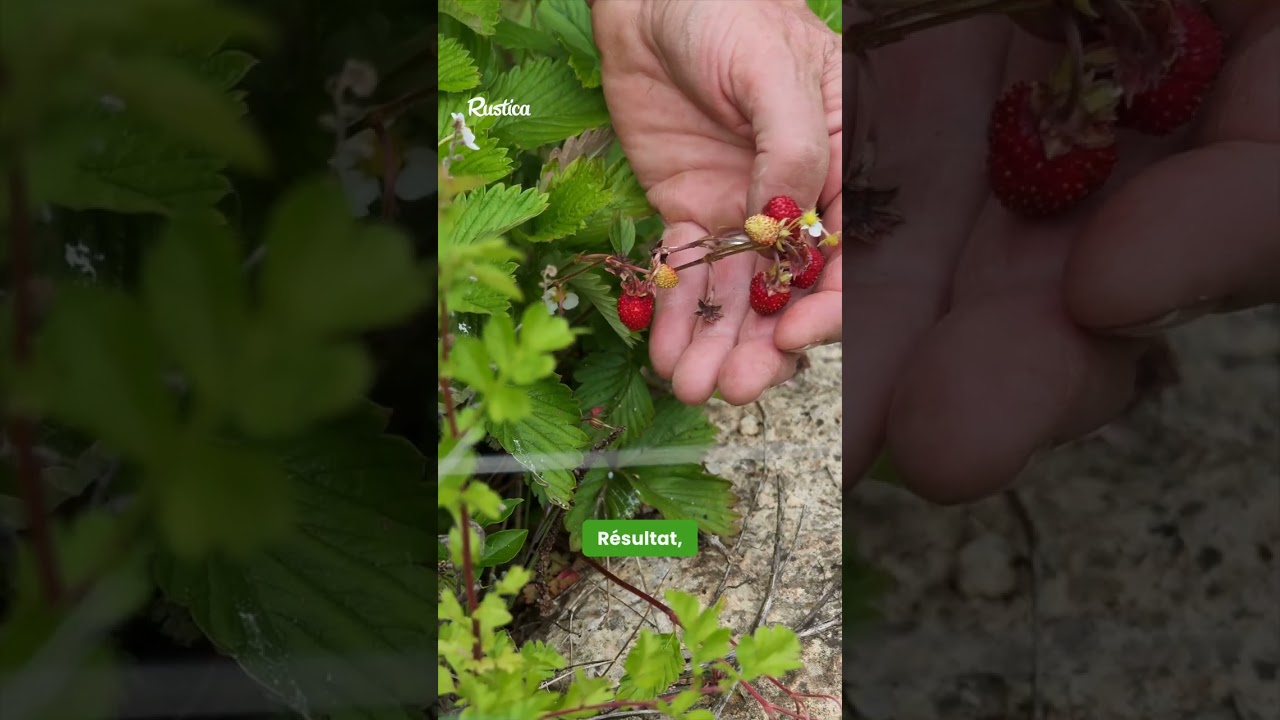 Alerte fraises mutantes : le guide de survie !