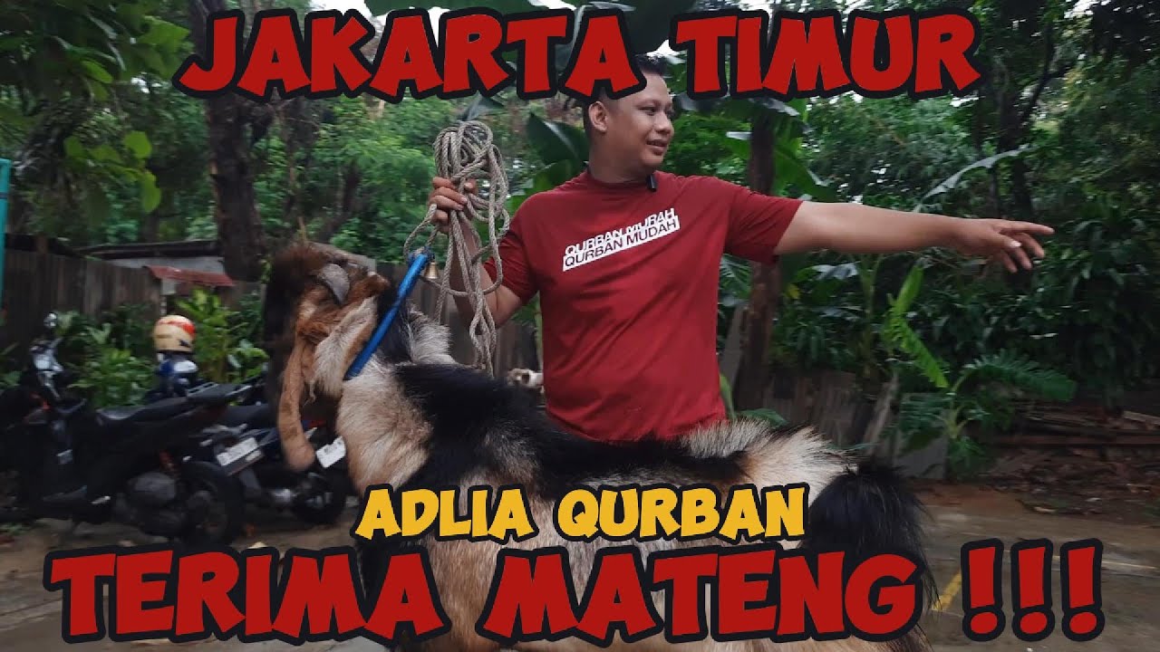 REVIEW HARGA KAMBING QURBAN JAKARTA TIMUR - ADLIA QURBAN - BISA TERIMA MATENG !!