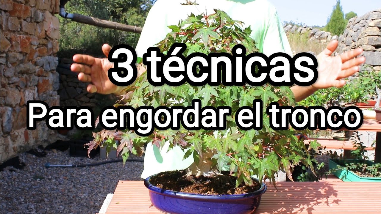 3 técnicas para engordar y formar el tronco y el nebari