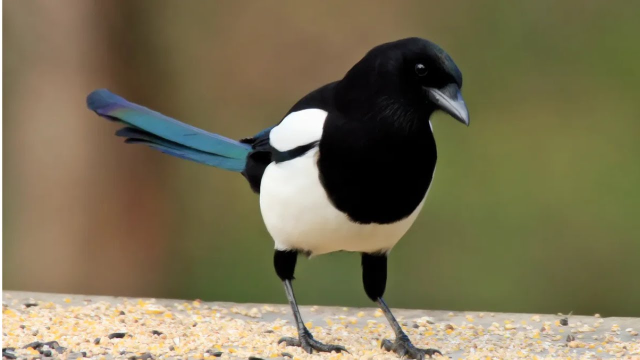 Chant de la pie bavarde | Eurasian Magpie Call & Sounds 🐦🎶