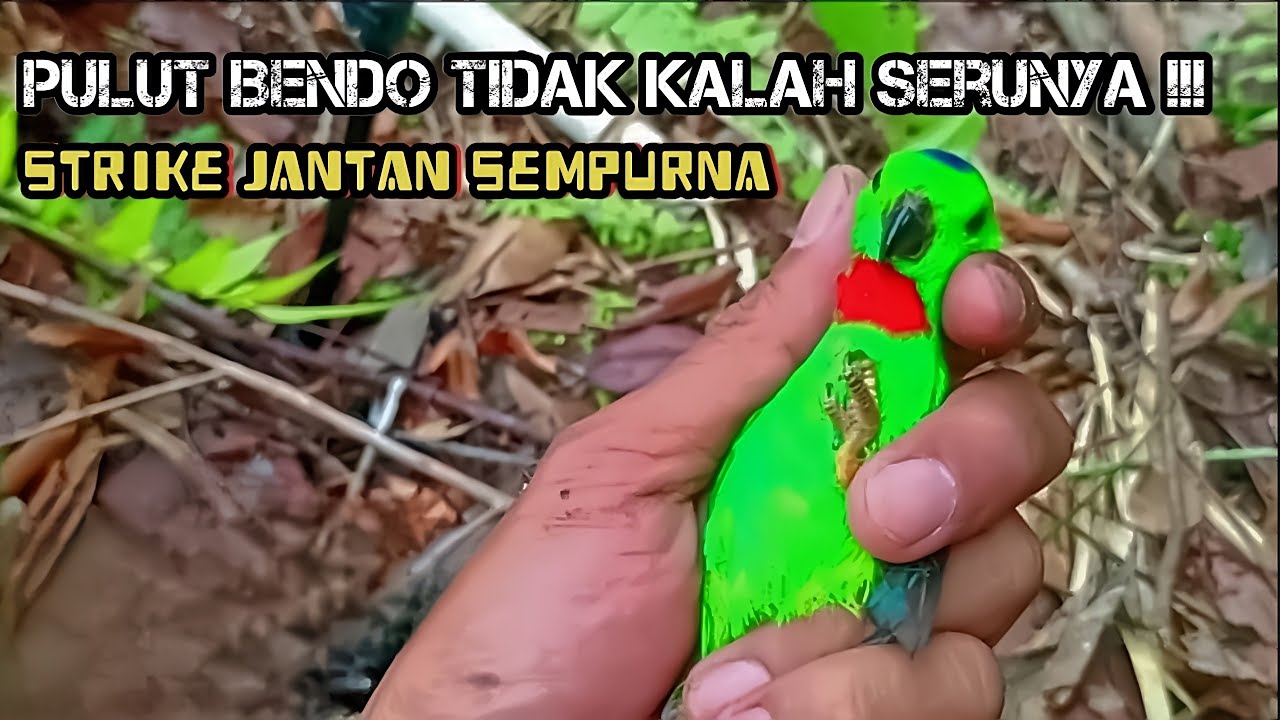 Mikat Serindit dengan pulut jejak bendo, dapat serindit jantan leher merah