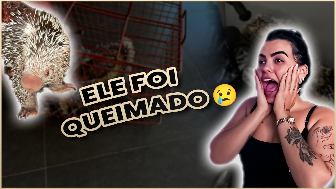 APARECEU UM PORCO ESPINHO AQUI EM CASA E ELE ESTAVA TODO QUEIMADO