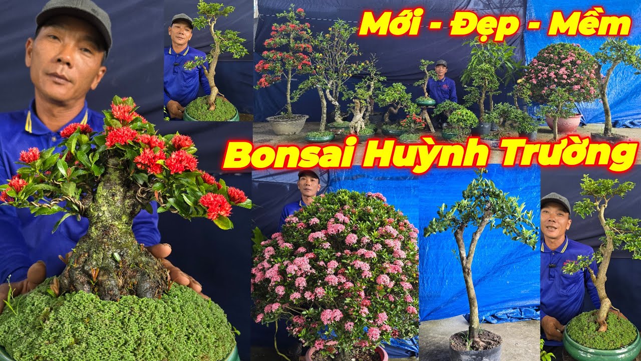 MR TRƯỜNG | #0939607312 | ĐẸP GIÁ MỀM TRANG SEN ĐỎ HỒNG, KIM QUÝT, TỨ QUÝ, ỔI TÀU, HẠNH, KHẾ, MCT...