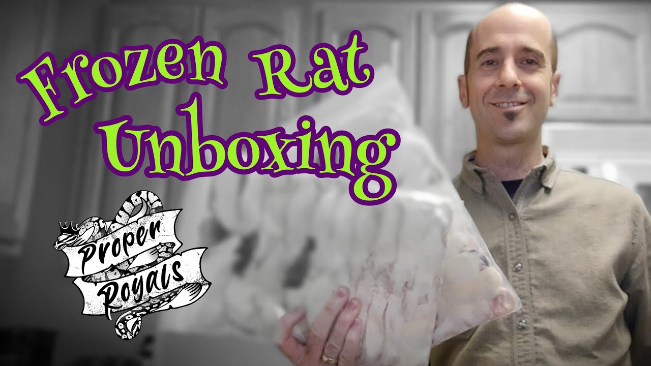 Frozen Rats Delivery Day!  Package Unboxing