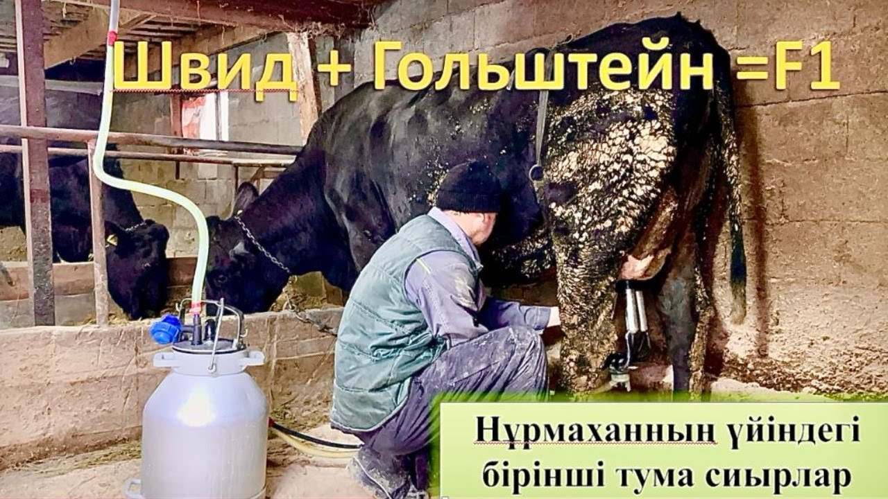 Сізге қай тақырыпта тікелей эфир ұнар еді?