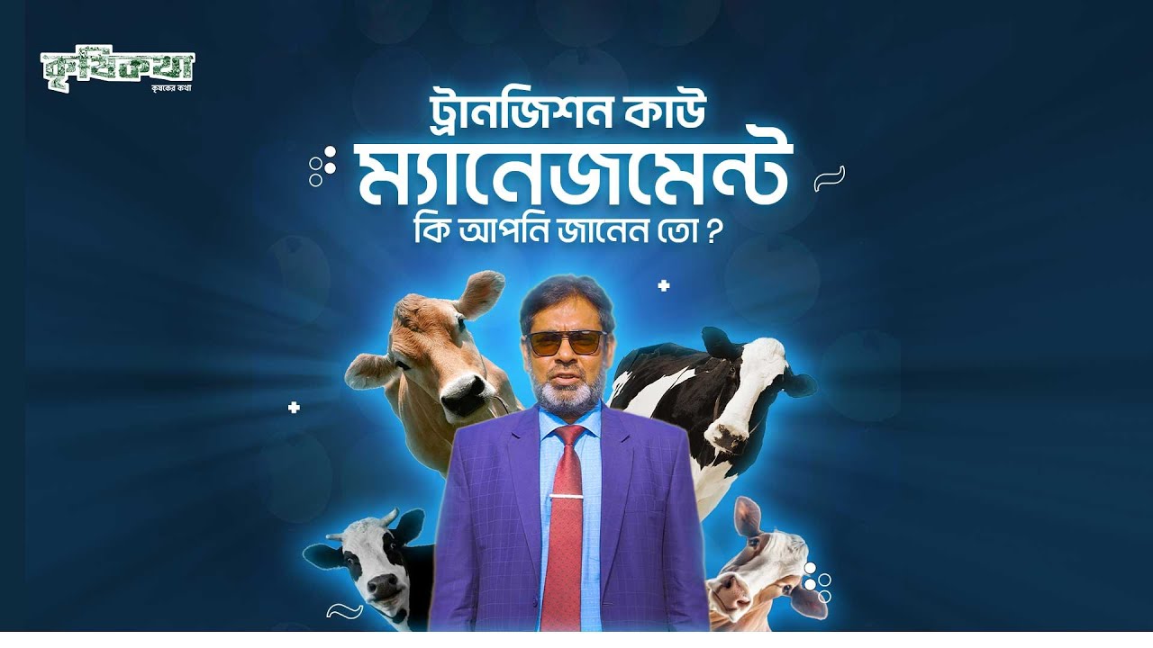 ট্রানজিশন কাউ ম্যানেজমেন্ট এর উপর নির্ভর করে ডেইরি ফার্মের ভবিষ্যৎ । Dairy Cow Management Process