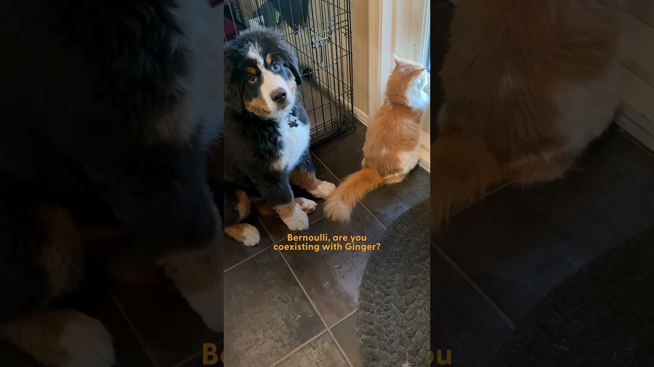 Puppy Spends A Whole Year Learning Cat's Love Language | The Dodo