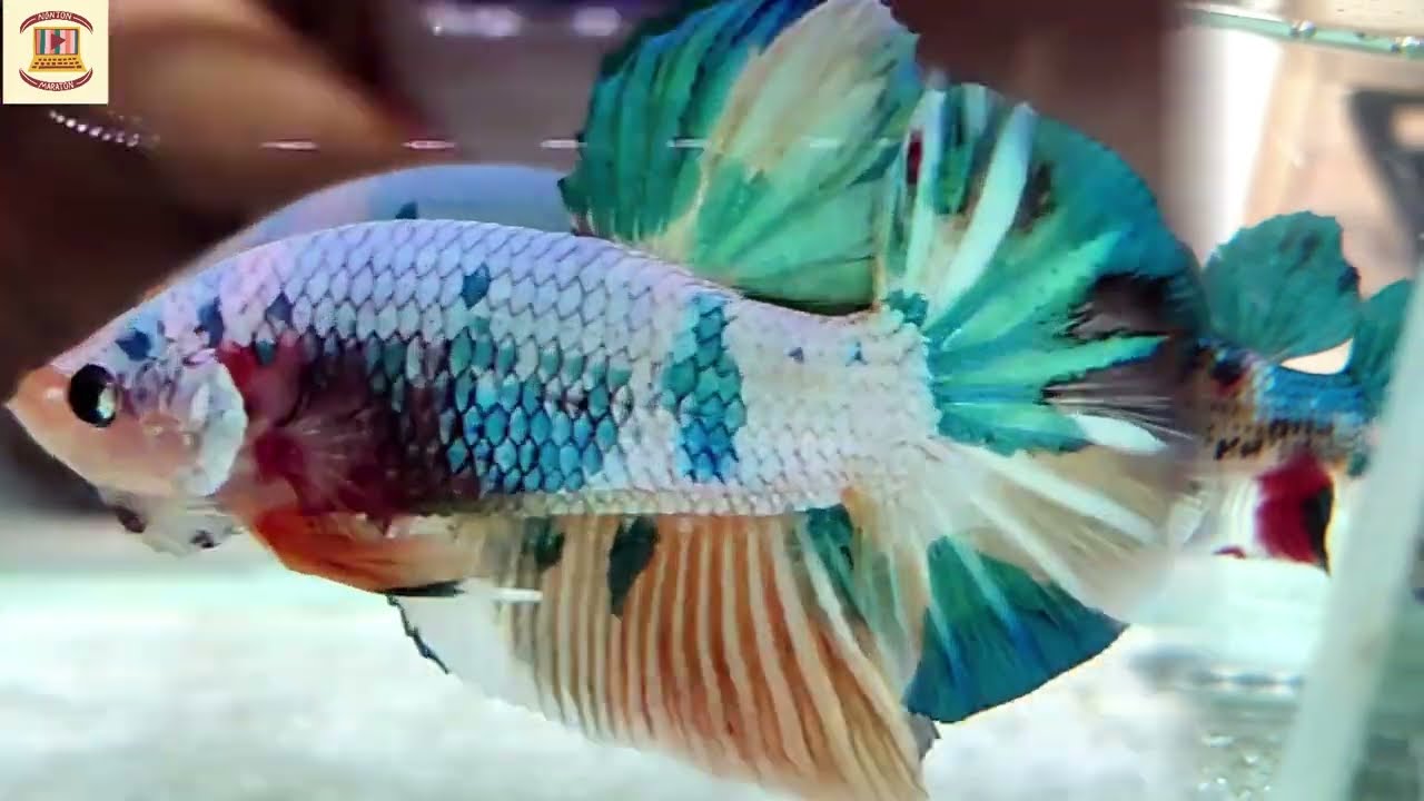IKAN CUPANG GIANT KOLEKSI GIANT BETTA SIDO