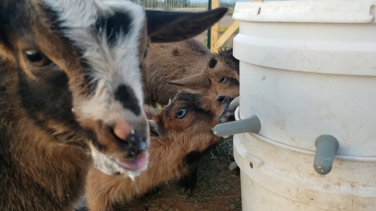 Make Your Own Lambar - Bottle Feeding Baby Goats Made Easy!!