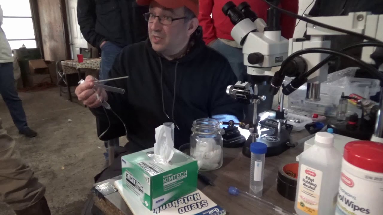 Instrumental Insemination Honey Bee Queen (Jason Bragg) Part One
